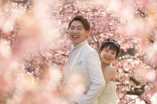 早咲きの桜・淀の河津桜です！