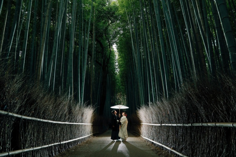 竹林の間から光が差し込み、とても綺麗です♪