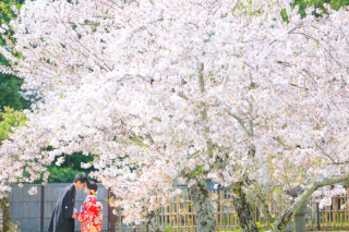 桜の花の咲く頃に。