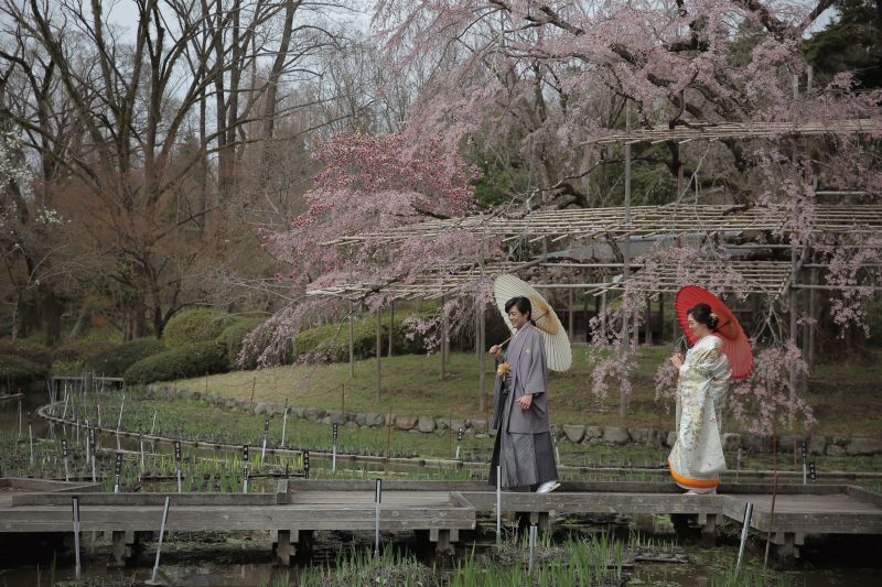 色んな種類の桜を堪能♪