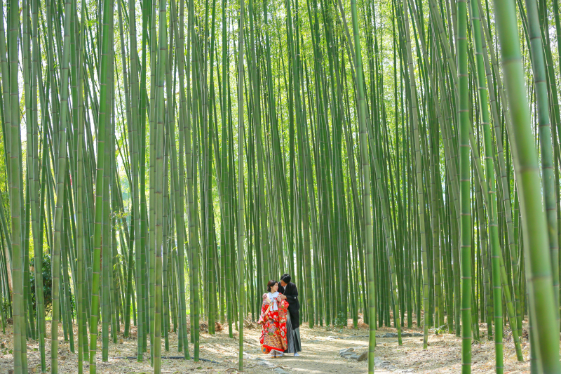 スケール感溢れる竹林。