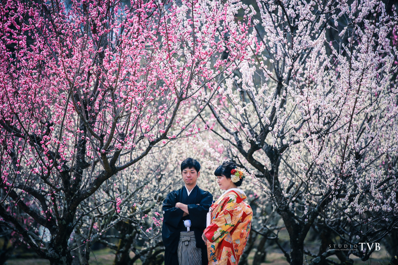 桜と違い少し小ぶりな梅ですが。。。