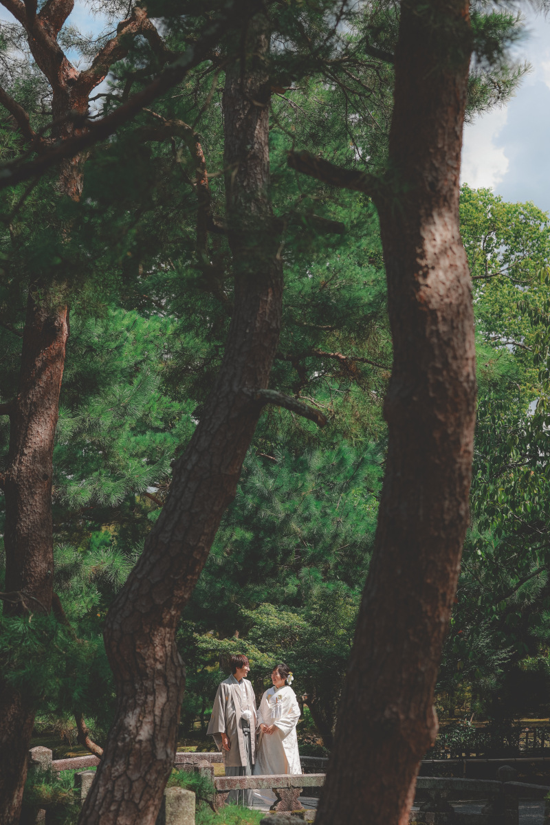 迫力満点の松の木!