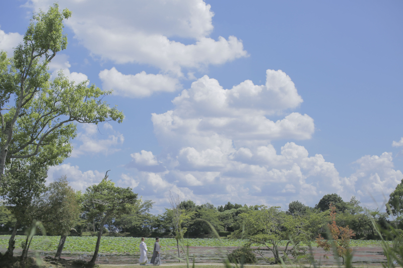 夏ならでは！青空と綺麗な緑