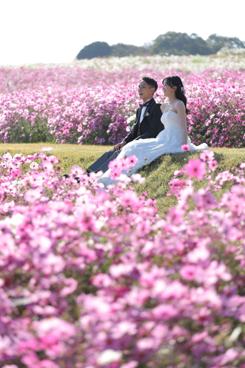 コスモス畑と海辺でのんびり前撮り