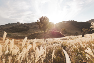 ススキとウェディングフォト