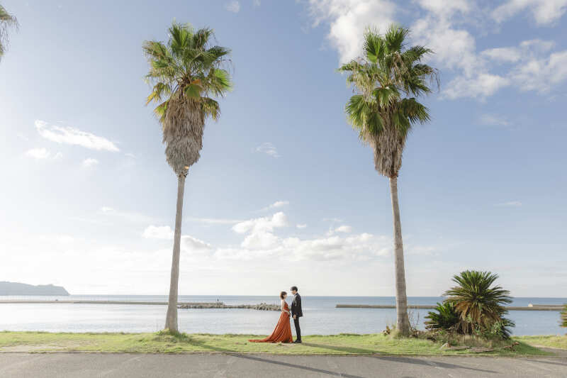 大きなヤシの木