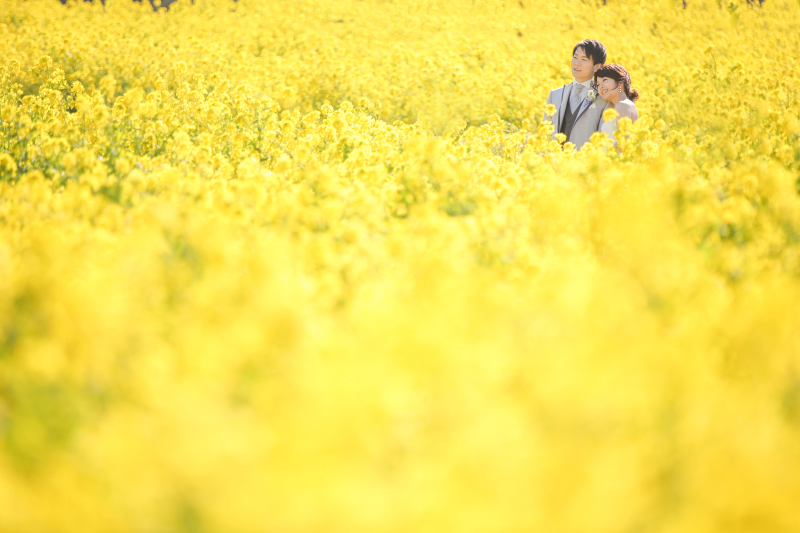 菜の花