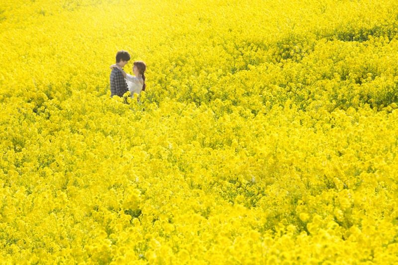 菜の花畑に埋もれて