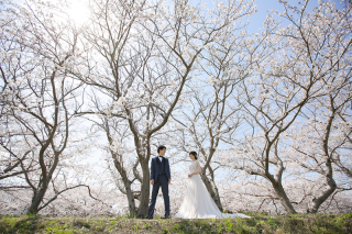 春の糸島！桜満開でした！