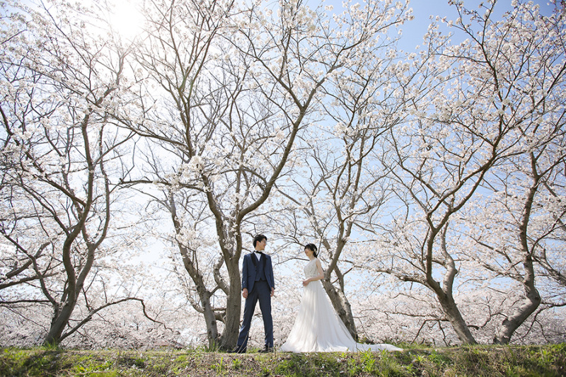 春の糸島!桜満開でした!