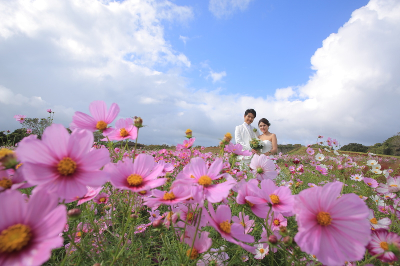 ピンクや白のコスモスに囲まれて