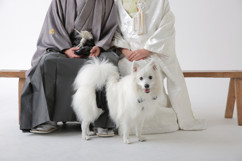 ワンちゃんメイン