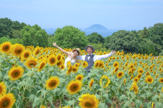 満開のひまわり畑！