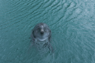 イルカのいる島〜壱岐ロケーション〜