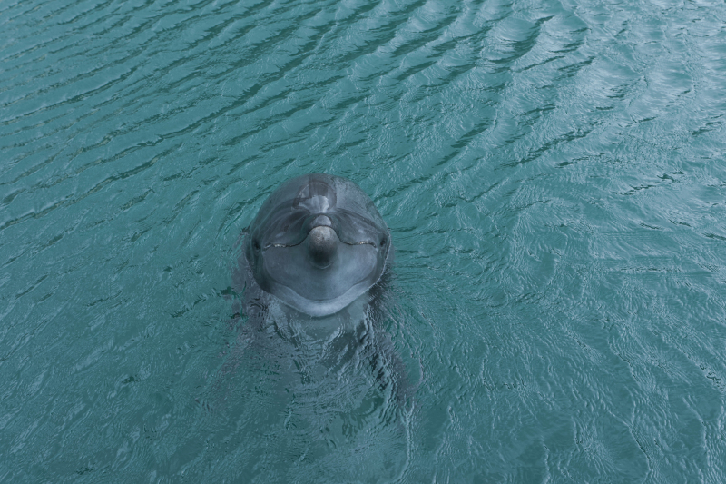 イルカのいる島〜壱岐ロケーション〜