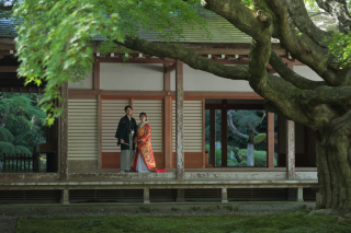 大迫力の楓の木