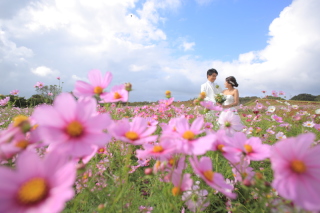 コスモスロケーション！