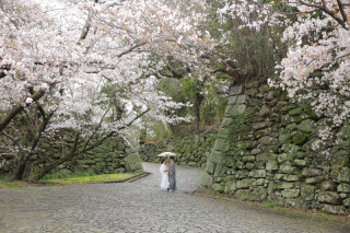 ✿桜といえば舞鶴公園✿