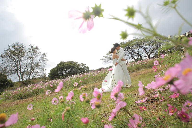 10月は大人気のコスモス畑！