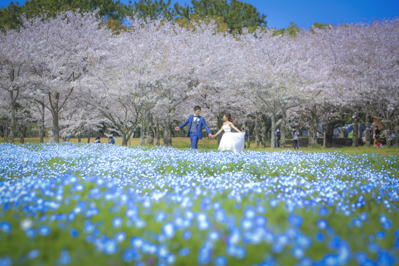 ネモフィラはこれから満開を迎えます!