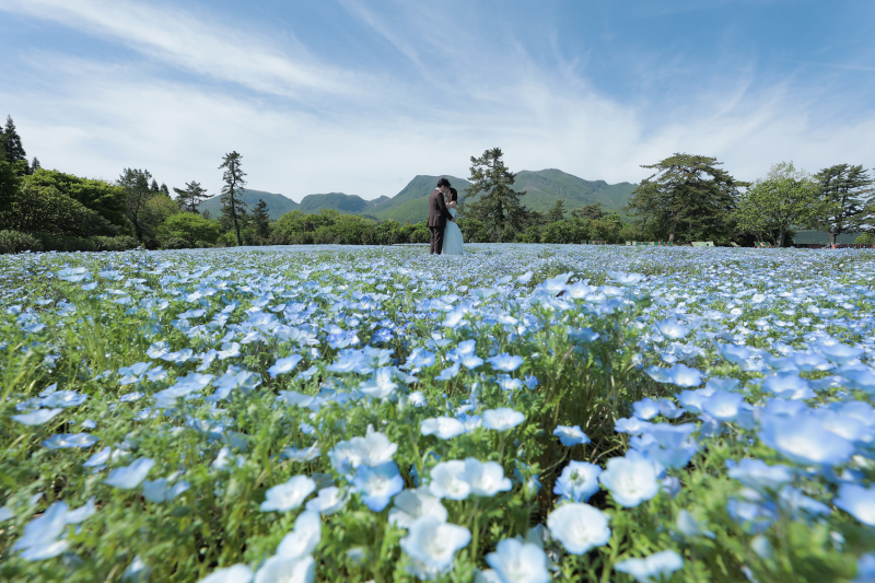 九重のネモフィラ綺麗でした