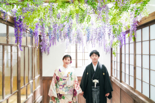 屋内庭園スタジオに藤が咲きました