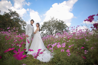 今年もコスモスの季節がやってきます！