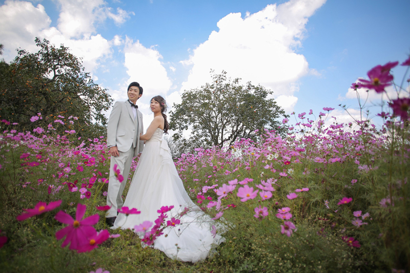今年もコスモスの季節がやってきます!