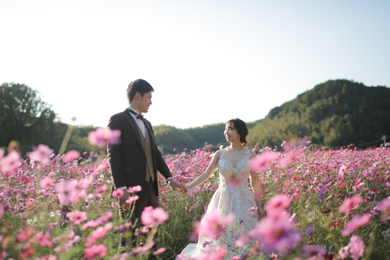 この時間帯のコスモス大好きです。