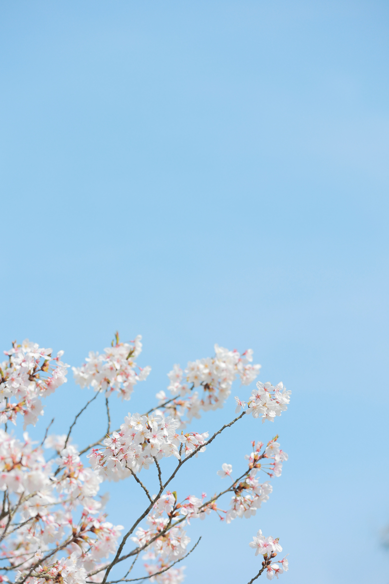 桜と青空