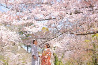 舞鶴公園で桜ロケしませんか♪