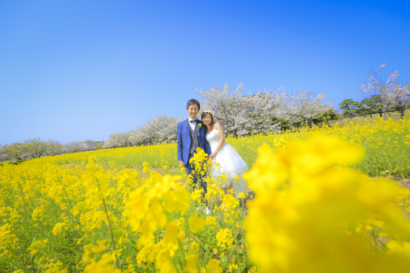 3月〜4月上旬は菜の花!