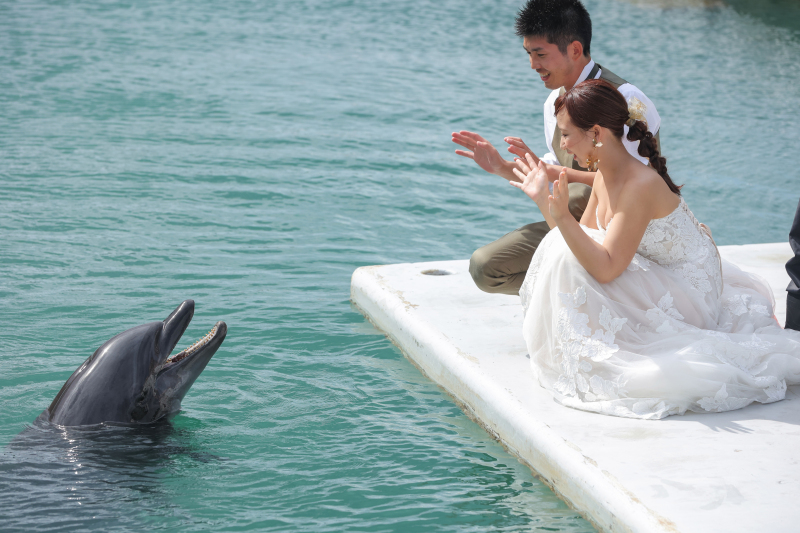 イルカ好き必見!