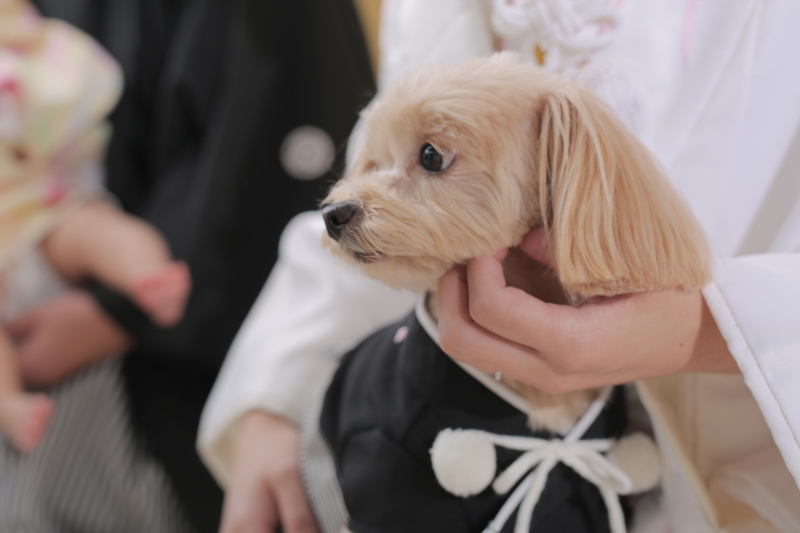 ペット撮影OK！