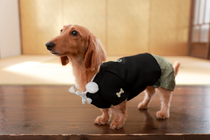 STUDIO AN（スタジオAN）_ペットと一緒に撮影できる