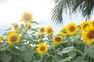 一足はやめのひまわりと