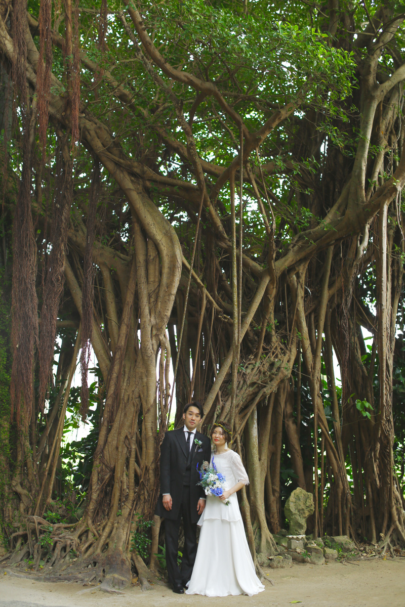 曇りのフクギ並木