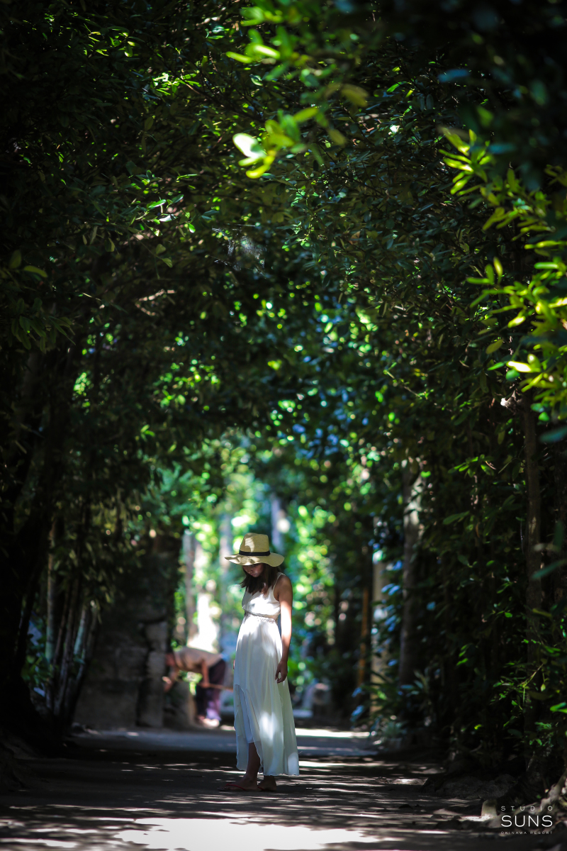 備瀬のフクギ並木