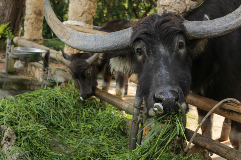 水牛もいます! 笑