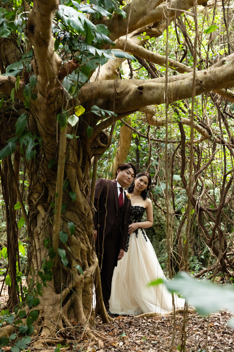 ガジュマルの木から