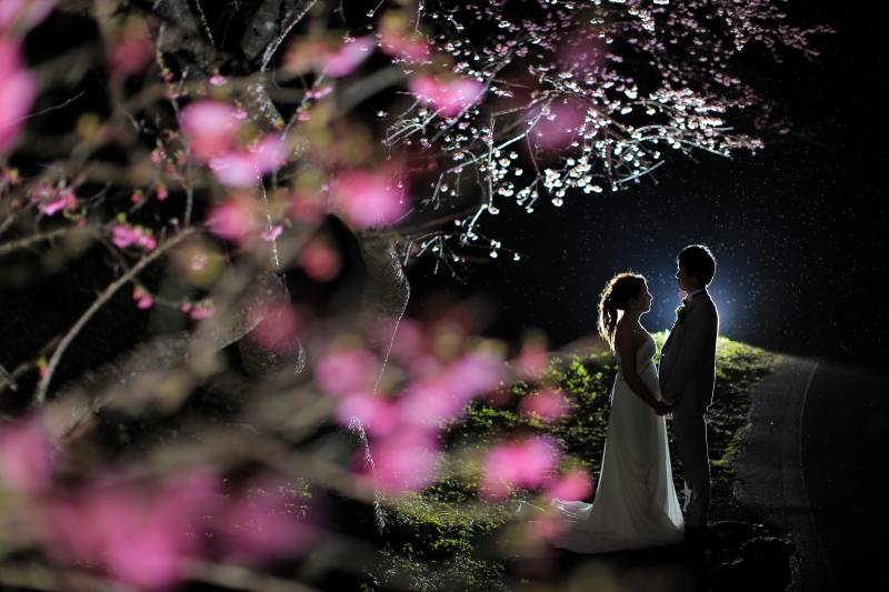 八重岳-緋寒桜-