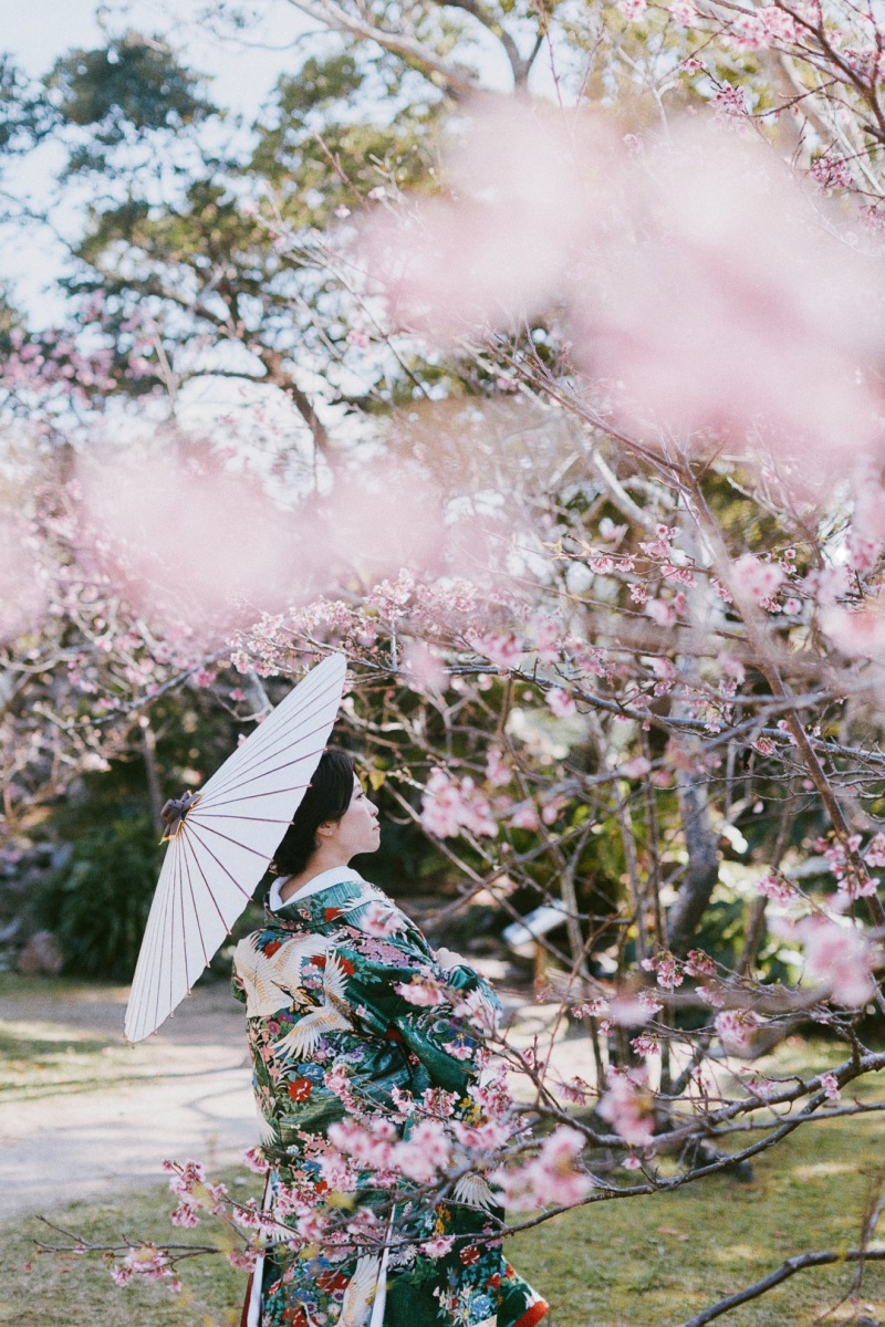 日本で最も開花の早い桜「緋寒桜」