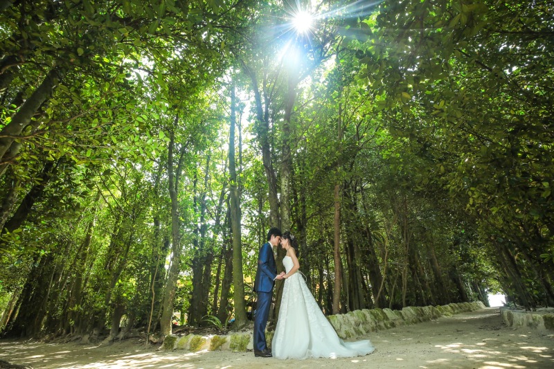 フクギ並木に囲まれて