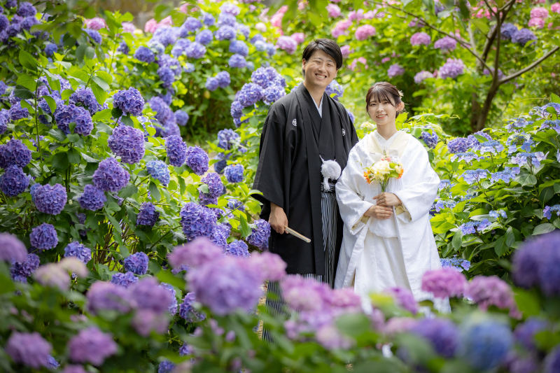 紫陽花畑1