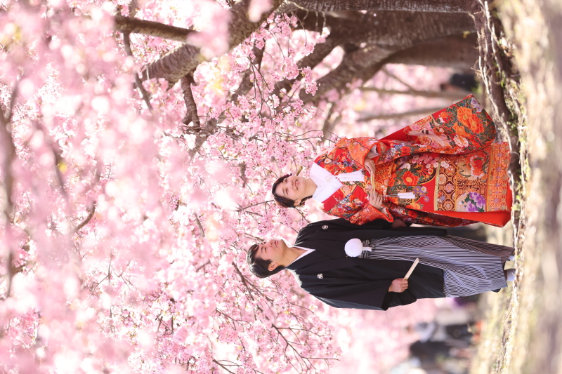 満開!河津桜!