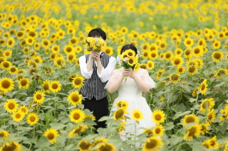 ひまわりロケーション&スタジオ撮影