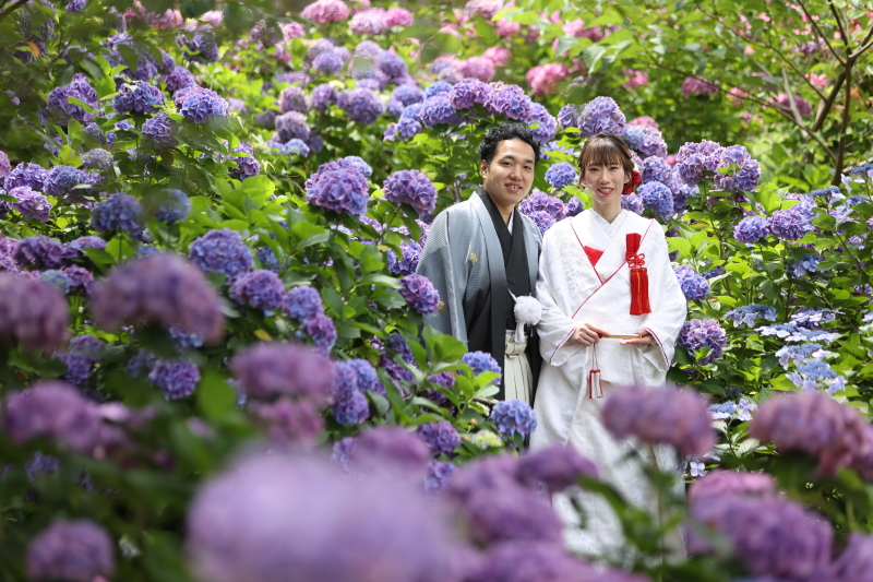紫陽花