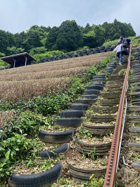 こんな斜面を上っていきます。