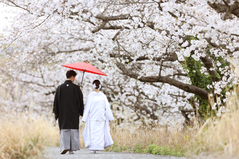 桜のトンネル